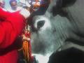 Cavaliere