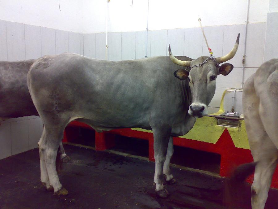 Galiotto