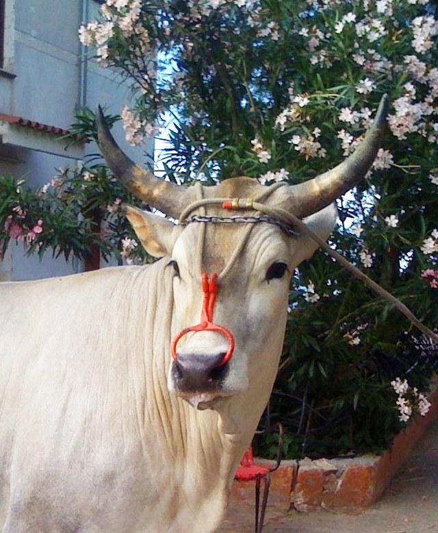 SPECIALE CARRI SU PRIMAGINAMOLISE.IT E NUOVO OGGI MOLISE