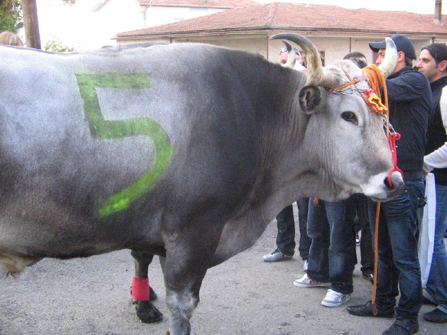Campioni per la 5a volta!!!!