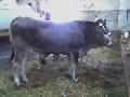 Barone