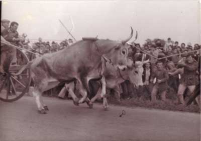 /images/Giovanotti-buoi-anni-70t.jpg